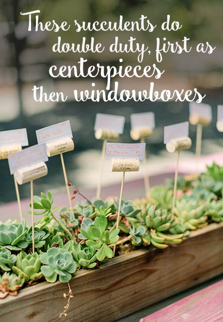these succulents do double duty, first as centerpieces, then as windowboxes