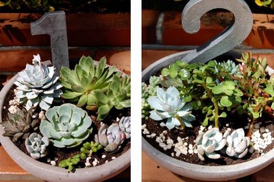 succulents arent flowers right